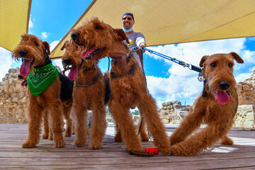 A strong man handles a team of 5 Airedale Terriers dogs