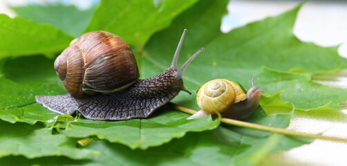 Garden snails. Large, medium and small. Close up on green leaves. Macro, concept, clean ecology.