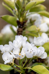 Obraz premium Kwiat gruszy