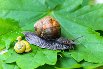 Garden snails. Large, medium and small. Close up on green leaves. Macro, concept, clean ecology.