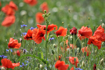 Obraz premium Wild flowers grow in the field.