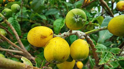 비파나무에 열린 비파 열매