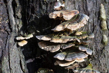champignons sur un tronc d'arbre