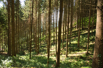 Mystisches Licht im Schwarzwald
