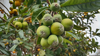 비파나무에 열린 비파 열매