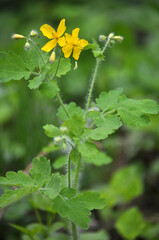 Flowering Chelidonium majus