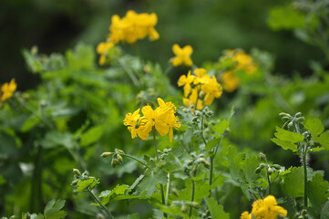 Flowering Chelidonium majus