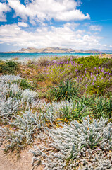 Beautiful summer landscape - a beach with dune flowers and crystal azure water sea. Kos island,...