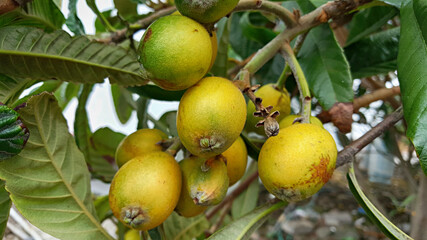 비파나무에 열린 비파 열매