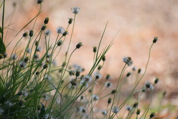 Achenes of tridax daisy OR coatbuttons flower OR Tridax procumbens containing dried...