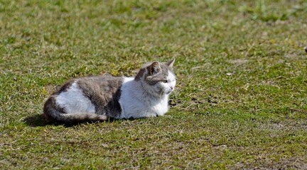 The cat lies on the grass. The cat is resting.