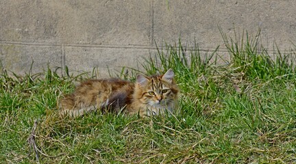 The cat lies on the grass. The cat is resting.