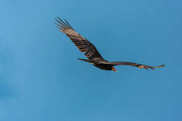 Ave planeando  sobre las costas