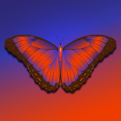 vector illustration of a butterfly