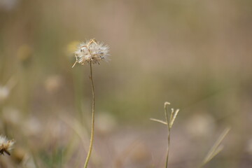 Achenes of tridax daisy OR coatbuttons flower OR Tridax procumbens containing dried seeds.Gujarat,India