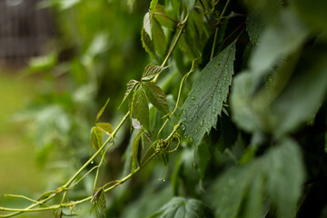 Grape leaves after rain. Rain drops on the leaves