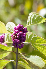 Purple Beautyberry in Sunshine