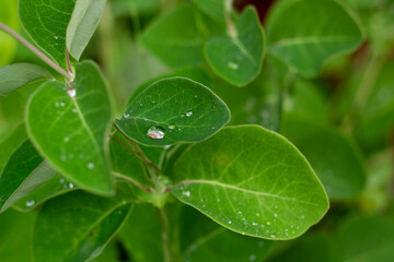 Garden after rain. Rain drops on the leaves of plants