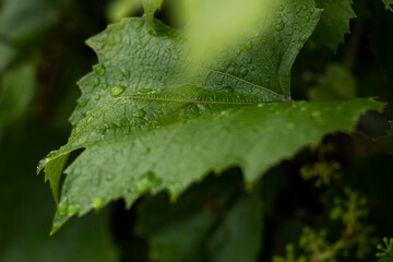 The grapes after a summer rain.