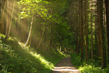 Mystisches Licht im Schwarzwald