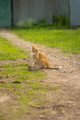 red cat sits on green grass