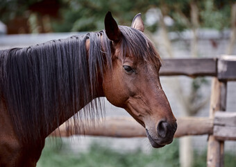 Portrait of horses in nature