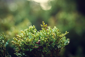 close up of a green tree. Morning dew, water drops on the plant. natural background