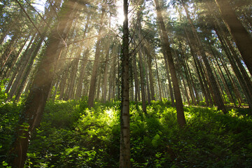 Fototapeta na wymiar Mystisches Licht im Schwarzwald