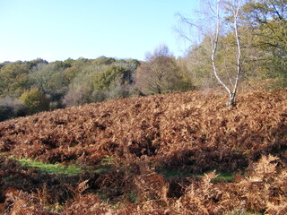 autumn,woods,mushrooms,sunny,trees