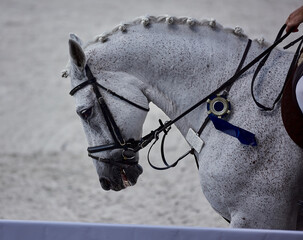 Gray horse performs in show jumping competitions