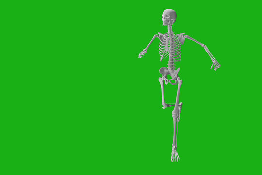 Human skeleton on a green background. Skeleton in activity with torso and spine. Background for backpain, radiology and bone desctiption 