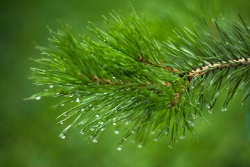 Fir branch with dew drops on a green background. fuzzy textured background for design