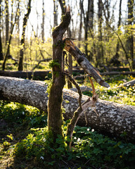 A broken tree in the sunlit forest called Dalby Söderskog in southern Sweden