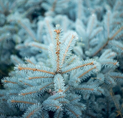 Detail of a decorative bush, blue branches of a slender young fir. Square banner, christmas tree. Christmas tree
