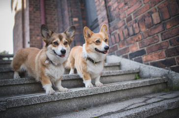 Two Welsh corgi pembroke sitting on the stairs in from of the house, guarding
