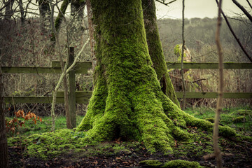 A wooden tree trunk covered in soft light green moss in a forest in southern Sweden