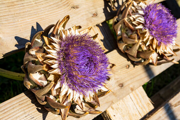 Globe artichoke (Cynara cardunculus) purple flowers for decoration in Tyrol, Austria