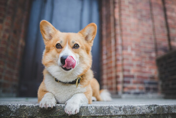 Welsh corgi pembroke dog laying down on the stairs in from of the house, guarding, licking lips as...