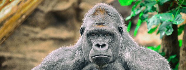 Gorilla silverback ape sad funny face banner panoramic background. Alpha male strong gorilla looking at camera.