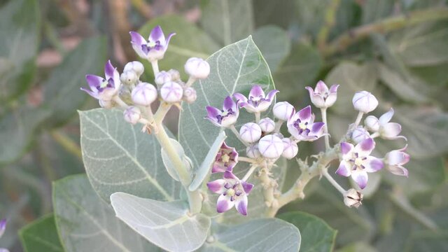 Desert Flower (Sodom's Apple) on a Green Leafy Background in the United Arab Emirates blowing in the gentle wind.
