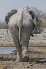 Fototapeta na wymiar One big male African Elephant walking down the plains of Etosha National Park.