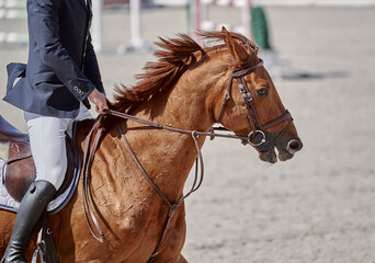 Fototapeta premium Red horse performs in show jumping competitions