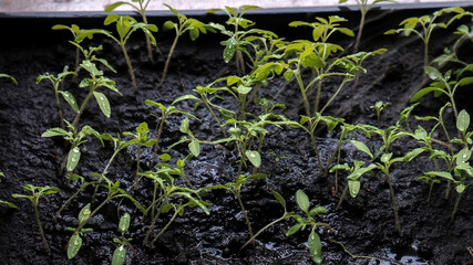 watering green tomato sprouts in a container with land, garden on the window