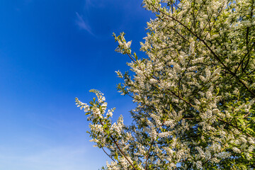 Kwitnąca czeremcha © Sławomir Bodnar