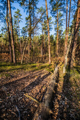 Fototapeta premium Sosnowy las