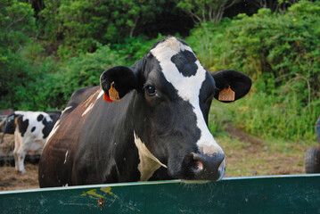 Black and white cow looking curious at the camera in a green field in Terceira, Azores, Portugal
