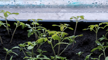 cloudy day green plant sprouts near glass, home garden