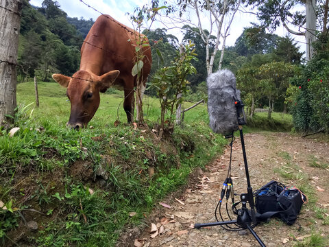Jardin, Antioquia / Colombia - May 9 2019: A Professional Microphone Recording Sounds of a Brown Cow Eating Green Grass in Jardin, Antioquia / Colombia