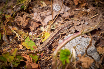 Fototapeta premium Common wall lizard sunbathing (Podarcis muralis)