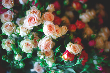 beautiful blooming bush pink roses in lush greenery